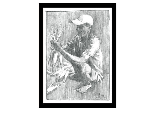 “Harvested corns”